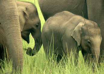 Elephant in Rajaji National Park