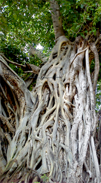 pipal and banyan tree