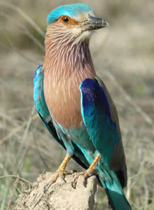 bird of rajaji