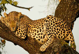 leopard shrewdest cat