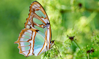 Malachite Butterfly