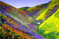 Valley of flowers